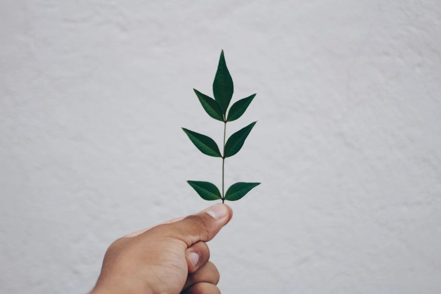 A hand holding out a small green leaf sprig